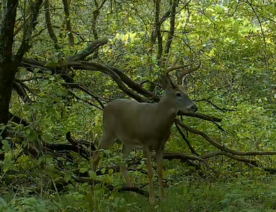 When Bucks Shed Velvet: From Velvet to Hard Antlers, Behavior Shifts and Strategies