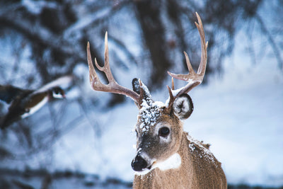 Pressure-Zone Strategy: How to Find Dead-Quiet Whitetails on Public Land